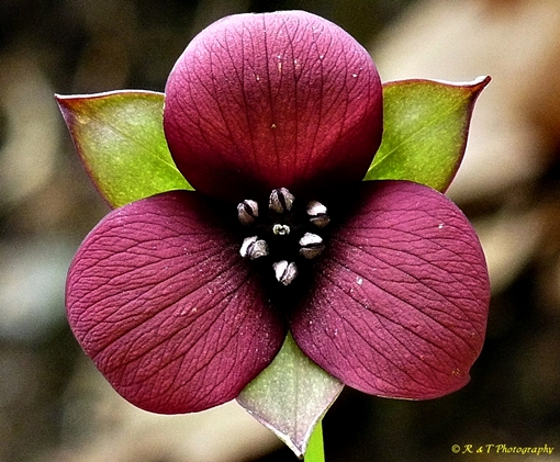 {Trillium sulcatum}